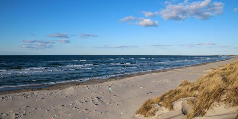 Hvide Bakker natur 2017 (foto; Lene Nielsen) (4)